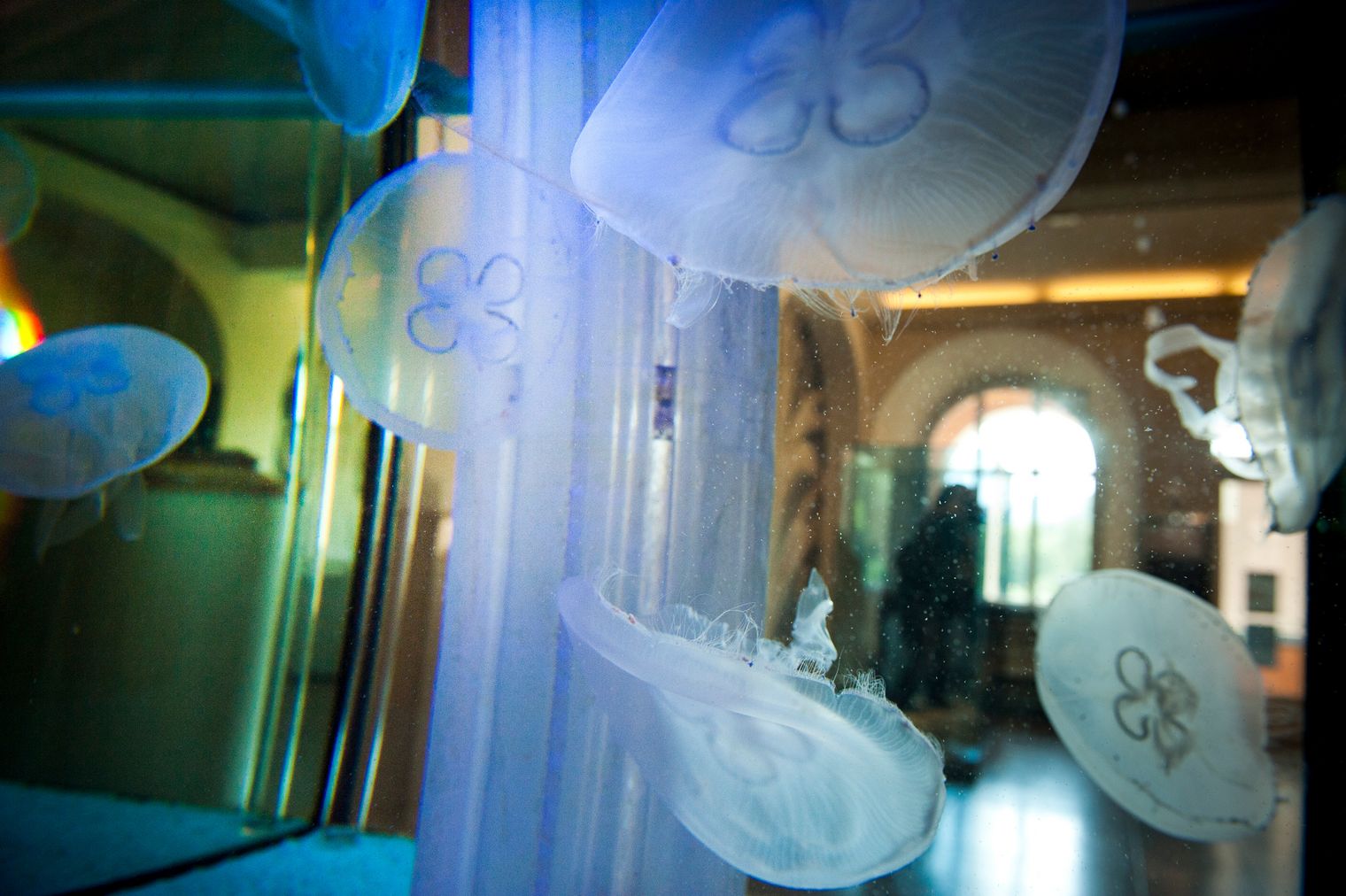 Quallen im Phyletischen Museum Jena